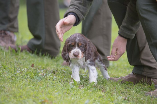 Hundepräsentation 2019